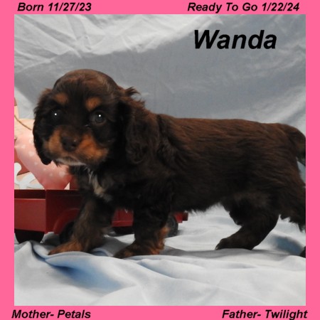 puppy, for, sale, Cocker Spaniel, Joe & Cherri  Overlease, dog, breeder, Miller, MO, dog-breeder, puppy-for-sale, forsale, nearby, find, puppyfind, locator, puppylocator, aca